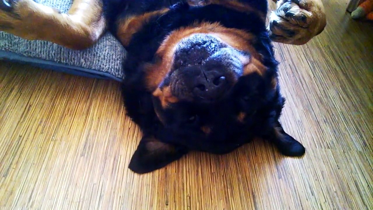 Pour ne pas prendre son médicament ce chien fait le mort