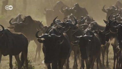Serengeti doğal yaşam parkının geleceği tehlikede