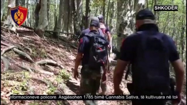 Operacioni - U zbuluan nga helikopteri, asgjesohen 1785 bimë kanabis në Shkodër
