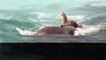 Drowning elephant stranded at sea is saved by divers