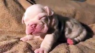 kute baby dog sleep wake up