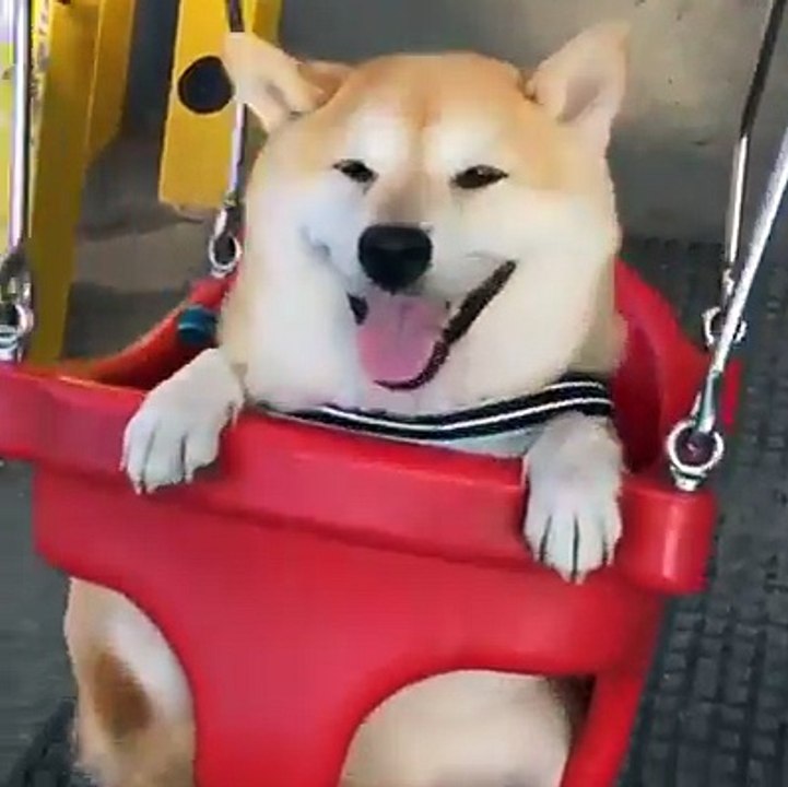 Dog Smiling eyes