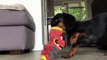 Dachshund attempts to get cookies out of a sock