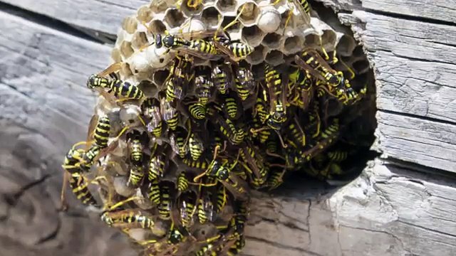 Budget Bee Removal -Houston, TX - (713) 551-6320