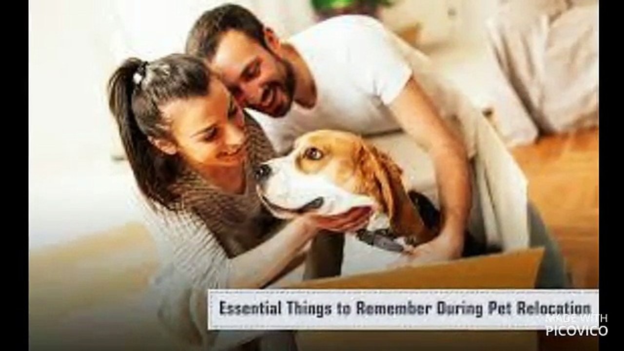 Hassle free move with pets