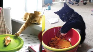 10+ Pets Caught RED Handed Stealing Animals