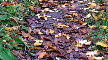 Mel & Heller - Autumn Leaves (Best World Instrumental Musics HQ) Mu©o