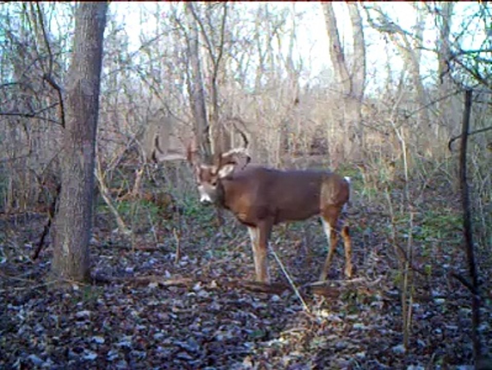 My God that is a big 8 pointer…