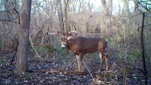 My God that is a big 8 pointer…