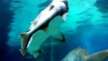 Akvaryumda Köpek Balığını Yiyen Köpek Balığı! ( Shark Eats Shark! )
