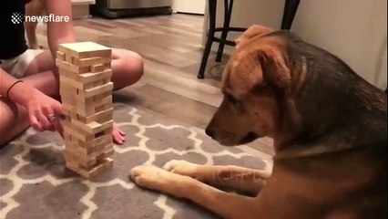 Dog plays Jenga