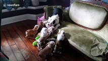 Just a bulldog mum and her nine very energetic pups