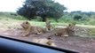 Grosse frayeur quand un lion réussit à ouvrir la portière de la voiture de touristes