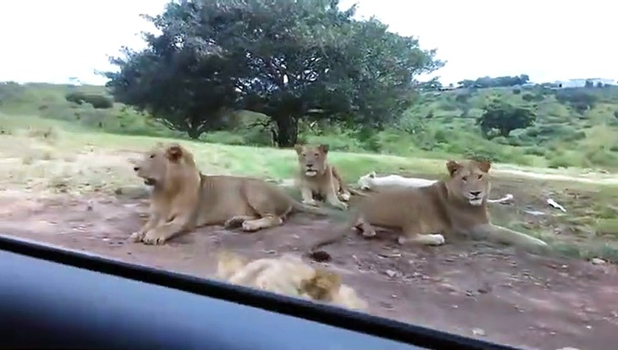 Grosse frayeur quand un lion réussit à ouvrir la portière de la voiture de touristes