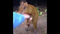 Ce petit animal est un gros pervers!