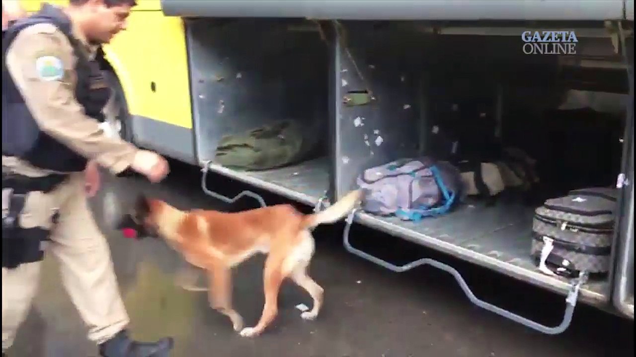 PRF, Polícia Civil e Receita Federal, em operação conjunta com o uso de cães farejadores, apreendem quase 16 Kg de droga