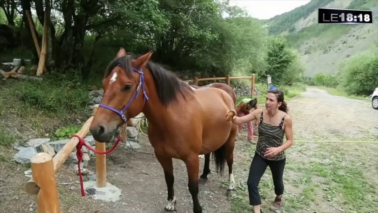 Découvrez les balades en calèche dans les Alpes-de-Haute-Provence