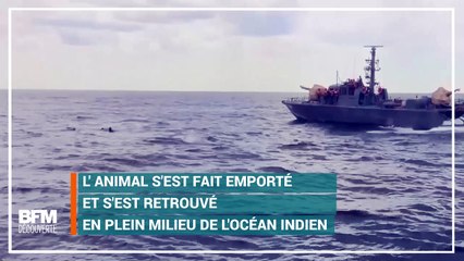 Un éléphant sauvé des eaux par la marine Sri Lankaise