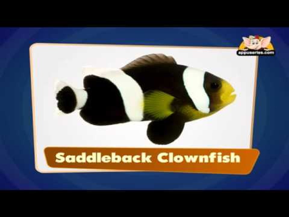 Sea Animals - Flap Book in Marathi