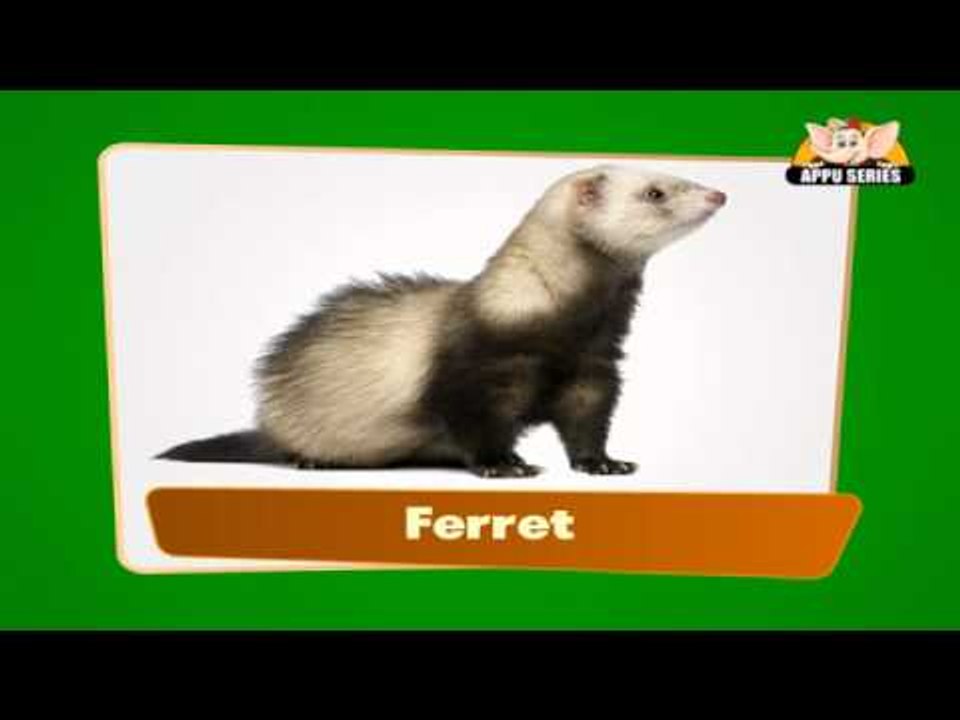 Pet Animals - Flap Book in Marathi