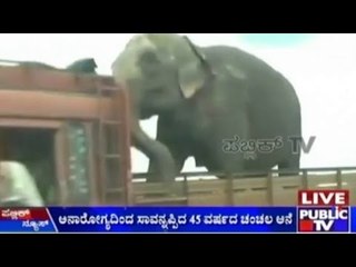 Forest Officials Set 4 Circus Elephants Free