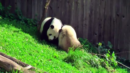 Animaux être peut peut mignonne mortel qui