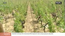 Viticulture : Les Crus du Beaujolais frappés par la grêle