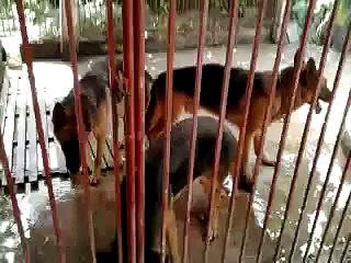 Three dogs playing together in a crib
