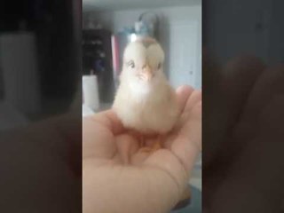 Baby Hatchling Utters Its First Chirps