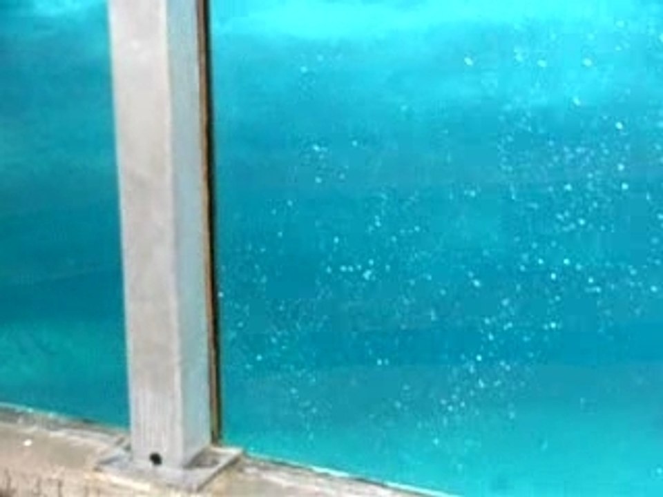 Ours blanc à Saint Félicien