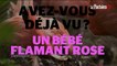Carnet rose : 14 bébés flamants roses sont nés au zoo de Chester en Angleterre