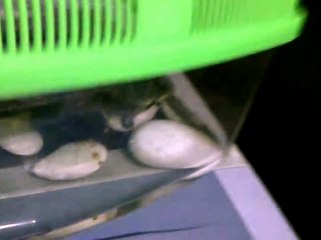 coba lihat, kura-kura sedang melakukan yoga (yoga turtle)