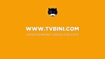 Gato gato gato captura de gatos entretenimiento pescado para Juegos en pantalla para vídeo reloj la