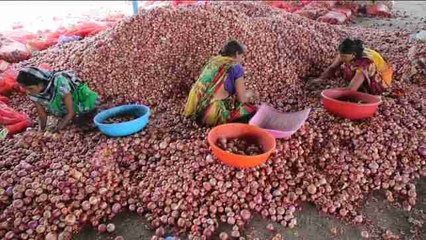 Granjeros intentan salvar cosecha de cebolla en la India