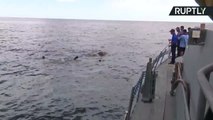 Drowning Elephant Safely Returned to Shore Following Rescue Operation