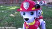 Smyths Toys - Paw Patrol Zoomer Marshall