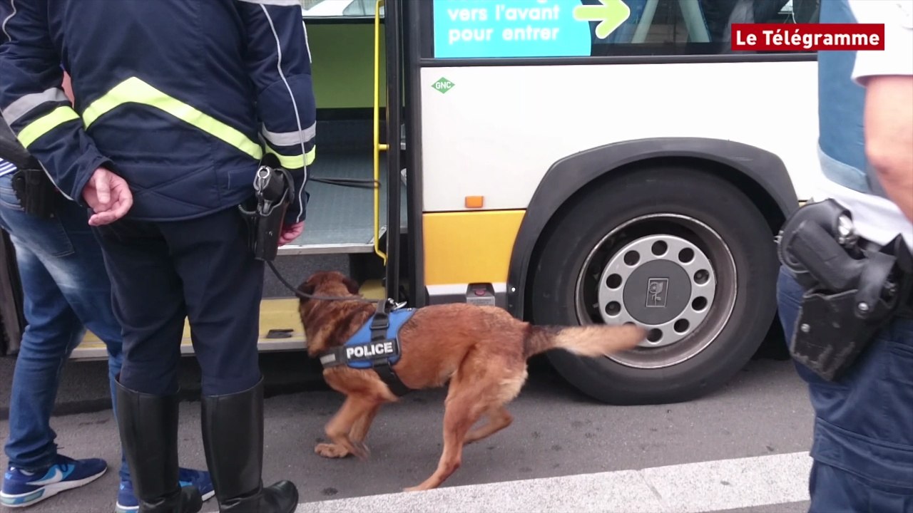 Quimper. Contrôle de stupéfiants dans les transports en commun