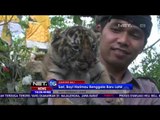 Seekor Bayi Harimau Benggala Lahir di Kebun Binatang Bali - NET 16