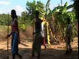 Tri des graines et semence