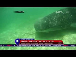 Evakuasi Hiu Paus Dari Jebakan Sero - NET 10