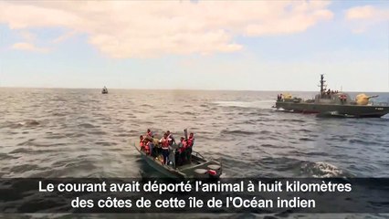 Sri Lanka: un éléphant en détresse sauvé en pleine mer