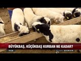 Büyükbaş, Küçükbaş kurban ne kadar?  - 30 Ağustos 2017