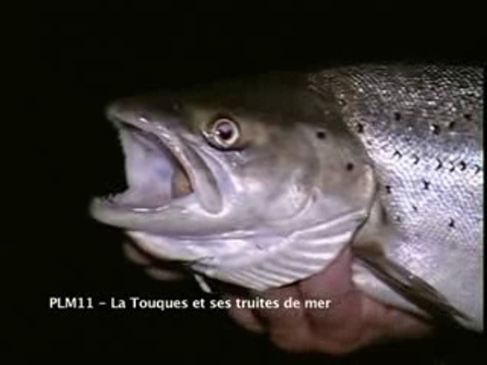 La Touques et ses truites de mer