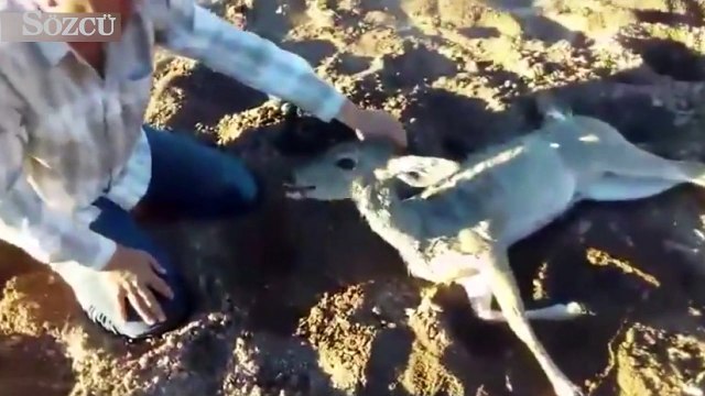 Kalbi duran ceylanı hayata döndüren iyi kalpli insan