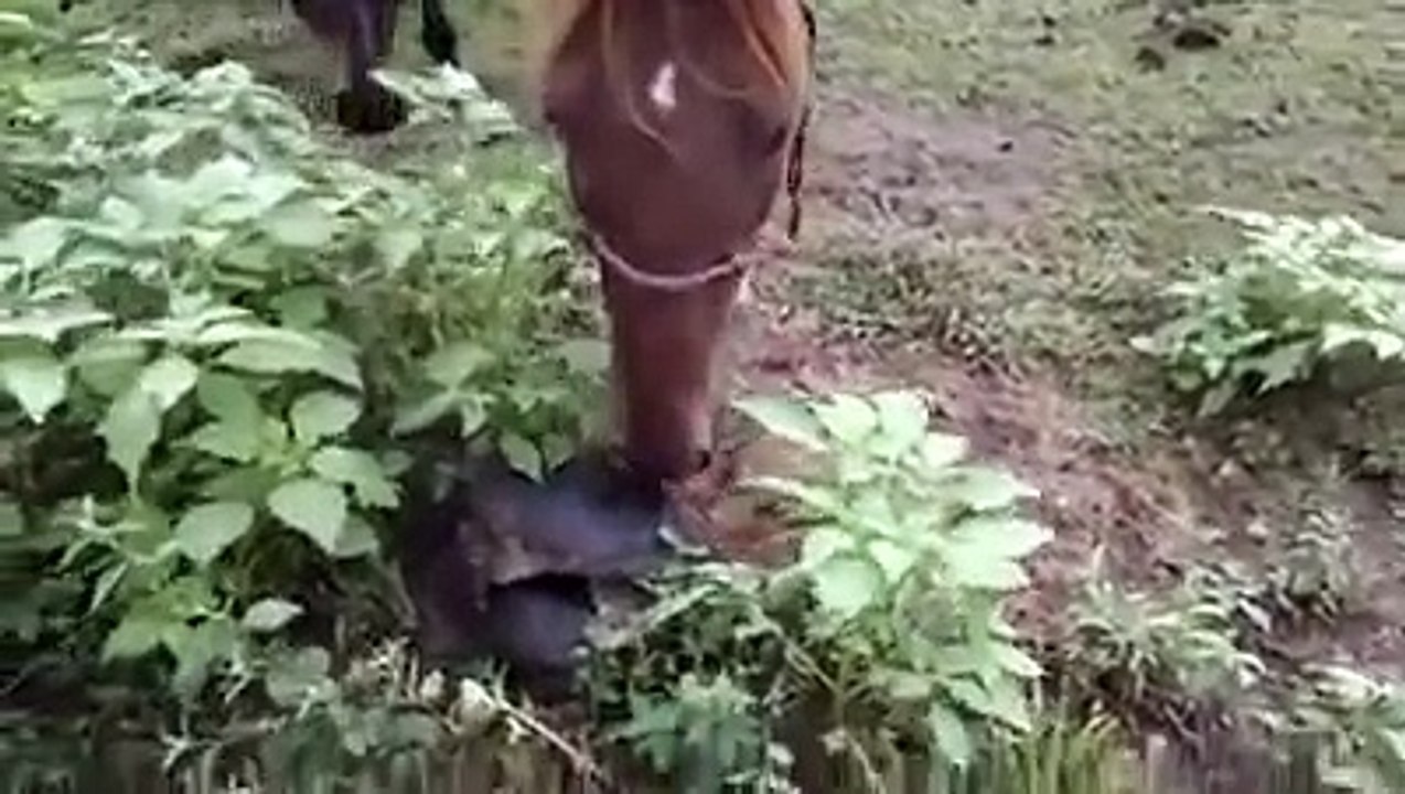 Meraklı At