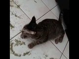 Excited Cat Makes a Mess With Catnip Jar