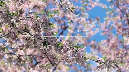 【森友学園】籠池氏証人喚問での侍西田昌司の鬼追及「お金ないんでしょ？」→籠池氏「…」