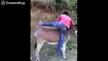 Как завести осла