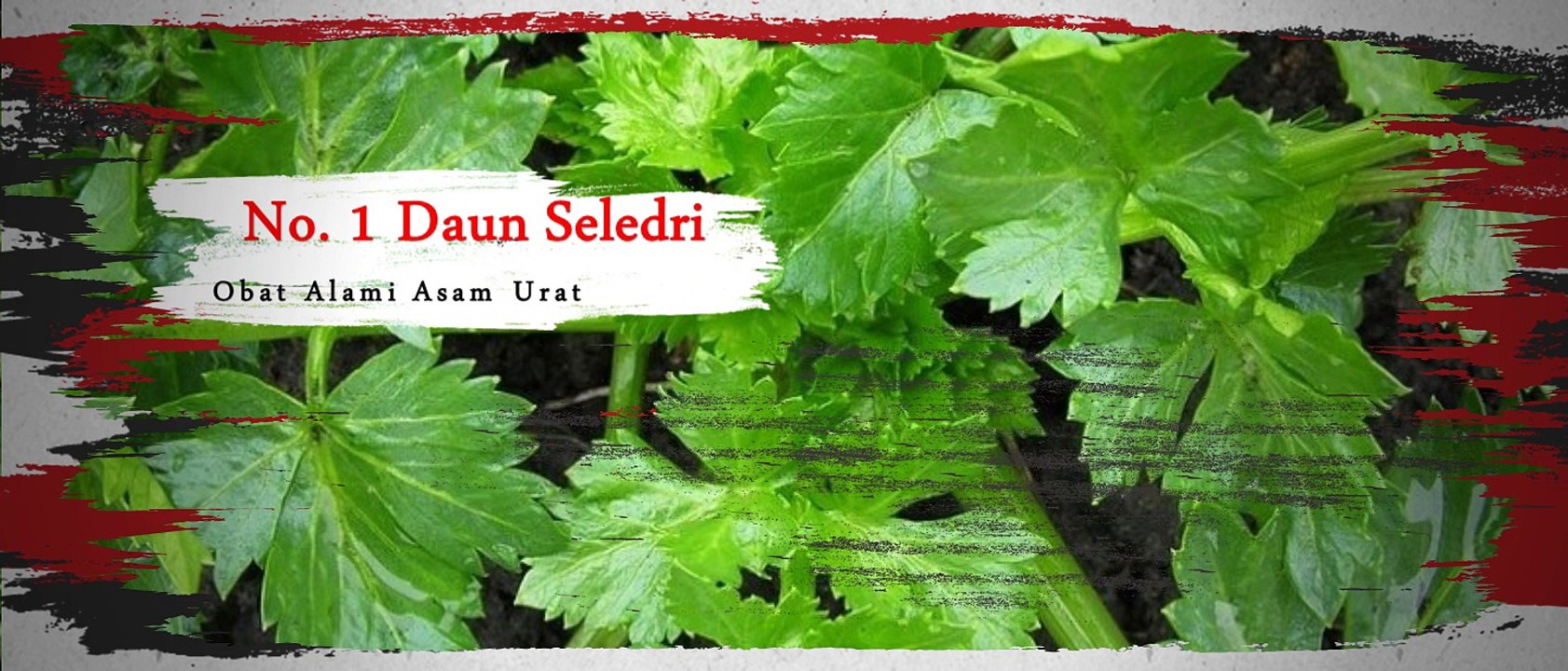 OBAT ASAM URAT | INFO HP/WA 0852 808 77 999