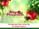 Pomegranate Plant Caring Tips For Winter Season